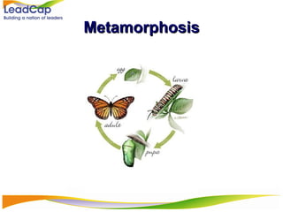 Metamorphosis 