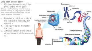 Like each cell in body:
• Contains image (through the
DNA) of the whole body.
(DNA is a “self-replicating material which is
present in nearly all living organisms as the
main constituent of chromosomes. It is the
carrier of genetic information”)
• DNA in the cell does not look
like the rest of the body, but
within it =
1. The key/code for the rest of
the body
2. A fractal pattern of the whole
of us (‘themes’, of the whole of
us)
 