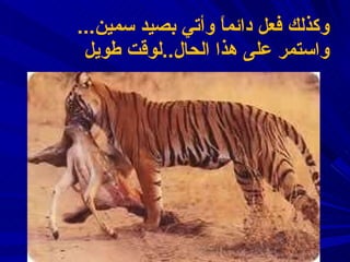 وكذلك فعل  دائماً  وأت ي  بصيد  س مين . ..  واستمر على هذا الحال .. لوقت طويل 