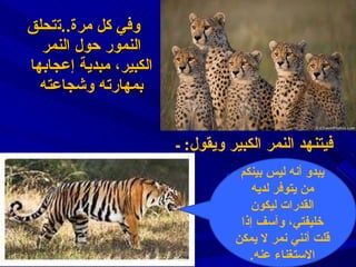 وفي كل مرة .. ت تحلق النمور حول النمر الكبير ،  مبدية إعجابها بمهارته وشجاعته ف ي تنهد النمر الكبير و ي ق و ل :  ـ  يبدو أنه ليس بينكم من يتوفر لديه  القدرات ليكون خليفتي،  وآسف إذا قلت أنني نمر لا يمكن الاستغناء عنه . 