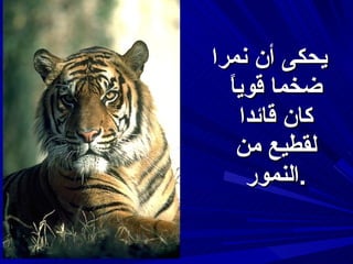 يحكى أن نمرا ضخما  قوياً  كان قائدا لقطيع من النمور . 