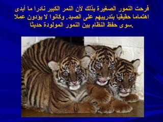 فرحت النمور الصغيرة بذلك لأن النمر الكبير نادرا ما أبدى اهتماما حقيقيا بتدريبهم على الصيد .  وكانوا لا يؤدون عملا سوى حفظ النظام بين النمور المولودة حديثا . 