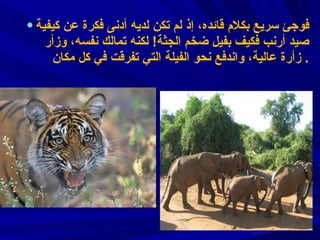 فوجئ سريع بكلام قائده ،  إذ لم تكن لديه أدنى فكرة عن كيفية صيد أرنب فكيف بفيل ضخم الجثة !   لكنه تمالك نفسه، وزأر زأرة عالية ،  واندفع نحو الفيلة التي تفرقت في كل مكان .  