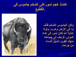 عندئذ هجم نمورعلى أضخم جاموس في القطيع . ولكن الجاموس الضخم قذف به إلى الأرض وهرب ،  ولولا عناية الله لكان نمور في عداد الموتى ،  فزحف إلى جماعته منهك القوى ،  تسيل الدماء من جراحه . 