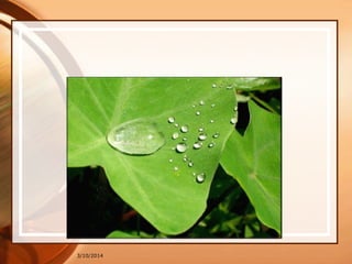 3/10/2014
తామరాలు మీద్ నిల్సచిన ఓ నీటట బొ టలి ! నినయి జనయలు ముత్ుంలా
మెరిసయూ నాివనింత్ మాతాి న నయవప గర్ ప్డాల్సిన ప్నిలేద్...