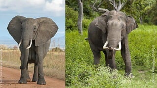 MuhammadMahdiKarim,GDFL1.2
YathinSKrishnappa,CC-SA3.0
 