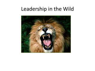 Leadership in the Wild

 