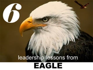 6
leadership lessons from

EAGLE

 