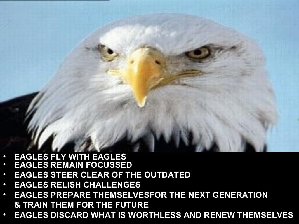 Leadership Lesson From Eagles