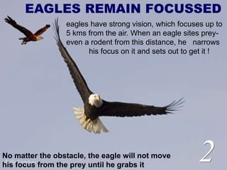 EAGLES REMAIN FOCUSSED
eagles have strong vision, which focuses up to
5 kms from the air. When an eagle sites prey-
even a rodent from this distance, he narrows
his focus on it and sets out to get it !
No matter the obstacle, the eagle will not move
his focus from the prey until he grabs it
2
 