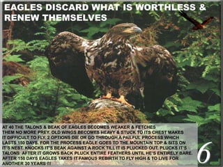 EAGLES DISCARD WHAT IS WORTHLESS &
RENEW THEMSELVES
6
AT 40 THE TALONS & BEAK OF EAGLES BECOMES WEAKER & FETCHES
THEM NO MORE PREY. OLD WINGS BECOMES HEAVY & STUCK TO ITS CHEST MAKES
IT DIFFICULT TO FLY. 2 OPTIONS DIE OR GO THROUGH A PAILFUL PROCESS WHICH
LASTS 150 DAYS. FOR THE PROCESS EAGLE GOES TO THE MOUNTAIN TOP & SITS ON
IT’S NEST. KNOCKS IT’S BEAK AGAINST A ROCK TILL IT IS PLUCKED OUT. PLUCKS IT’S
TALONS AFTER IT GROWS BACK PLUCK ENTIRE FEATHERS UNTIL HE’S ENTIRELY BARE.
AFTER 150 DAYS EAGLES TAKES IT FAMOUS REBIRTH TO FLY HIGH & TO LIVE FOR
ANOTHER 30 YEARS !!!
 