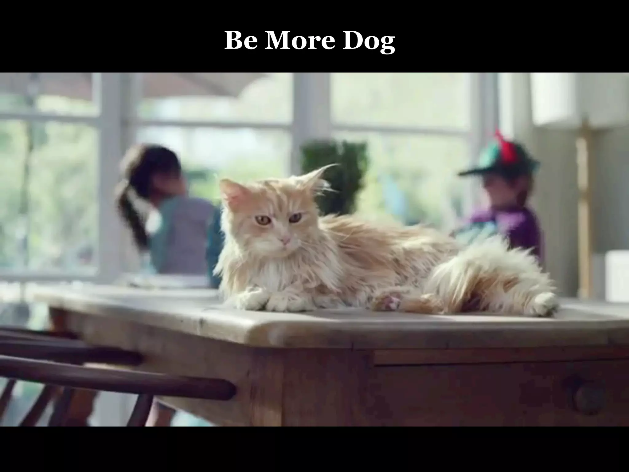 Be More Dog

 