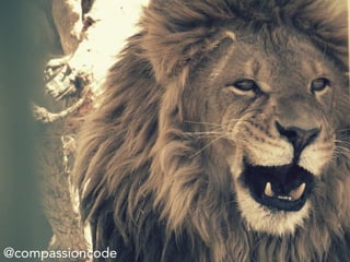 @compassioncode
 