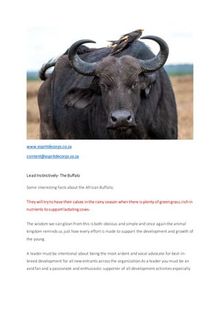 www.espritdecorps.co.za
content@espritdecorps.co.za
Lead Instinctively- The Buffalo
Some interesting facts about the African Buffalo;
They will tryto have their calves in the rainy season when there is plenty of green grass,rich in
nutrients to support lactating cows-
The wisdom we can glean from this is both obvious and simple and once again the animal
kingdom reminds us just how every effort is made to support the development and growth of
the young.
A leader must be intentional about being the most ardent and vocal advocate for best-in-
breed development for all new entrants across the organization.As a leader you must be an
avid fan and a passionate and enthusiastic supporter of all development activities especially
 