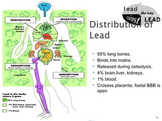  95% long bones.
 Binds into matrix.
 Released during osteolysis.
 4% brain,liver, kidneys.
 1% blood.
 Crosses placenta, foetal BBB is
open
16
 