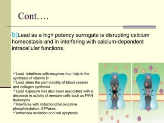 Cont….
b)Lead as a high potency surrogate is disrupting calcium
homeostasis and in interfering with calcium-dependent
intracellular functions.
Lead interferes with enzymes that help in the
synthesis of vitamin D
Lead alters the permeability of blood vessels
and collagen synthesis
Lead exposure has also been associated with a
decrease in activity of immune cells such as PMN
leukocytes
Interferes with mitochondrial oxidative
phosphorylation, ATPases
enhances oxidation and cell apoptosis.
 