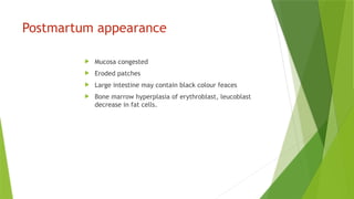 Postmartum appearance
 Mucosa congested
 Eroded patches
 Large intestine may contain black colour feaces
 Bone marrow hyperplasia of erythroblast, leucoblast
decrease in fat cells.
 