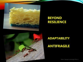 BEYOND
RESILIENCE
ADAPTABILITY
ANTIFRAGILE
Photo: Sponge, by rob.knight Flickr cc
 