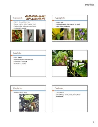 3/21/2010




Cataphylls                                Hypsophylls
 Cata= down; phyllon= leaf                 Hypso= high
 Leaves inserted at low levels of shoot    Leaves inserted at high levels of the plant
 Scales on bud and underground stem)       Floral bracts (protection)
 Protection or storage




Prophylls
 Pro= before
 First cataphylls on lateral branch
 Monocots– 1 prophyll
 Eudicots
 E di t – 2 prophyllh ll




Cotyledon                                 Phyllomes
 First leaf of the plant                   General terms
                                           Include foliage leaves, scales, bracts, floral
                                           appendages




                                                                                                   2
 