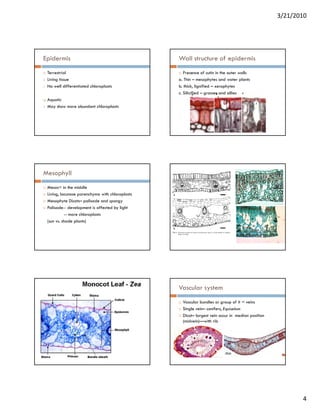 3/21/2010




Epidermis                                        Wall structure of epidermis
 Terrestrial                                        Presence of cutin in the outer walls
 Living tissue                                   a. Thin – mesophytes and water plants
 No well differentiated chloroplasts             b. thick, lignified – xerophytes
                                                 c. Sili ifi d – grasses and allies
                                                    Silicified             d lli
 Aquatic
 May show more abundant chloroplasts




Mesophyll
 Mesos= in the middle
 Living, lacunose parenchyma with chloroplasts
 Mesophyte Dicots– palisade and spongy
 Palisade-- development is affected by light
 P li d d l              t i ff t d b li ht
           -- more chloroplasts
 (sun vs. shade plants)




                                                 Vascular system
                                                   Vascular bundles or group of it = veins
                                                   Single vein– conifers, Equisetum
                                                   Dicot– largest vein occur in median position
                                                   (midvein) with
                                                   (midvein)—with rib




                                                                                                         4
 