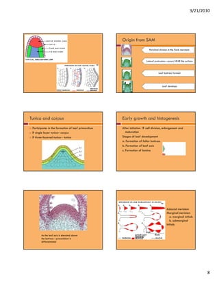 3/21/2010




                                                    Origin from SAM
                                                                         Periclinal division in the flank meristem



                                                                      Lateral protrusion—occurs NEAR the surface



                                                                                  Leaf buttress formed




                                                                                      Leaf develops




Tunica and corpus                                   Early growth and histogenesis
 Participates in the formation of leaf primordium   After initiation  cell division, enlargement and
 If single layer tunica– corpus                        maturation
 If three-layered tunica-- tunica                   Stages of leaf development
                                                    a.
                                                    a Formation of foliar buttress
                                                    b. Formation of leaf axis
                                                    c. Formation of lamina




                                                                                          Adaxial meristem
                                                                                          Marginal meristem
                                                                                             a. marginal initials
                                                                                             b. b
                                                                                             b submarginal
                                                                                                       i l
                                                                                          initials


        As the leaf axis is elevated above
        the buttress---procambium is
        differentiated




                                                                                                                            8
 