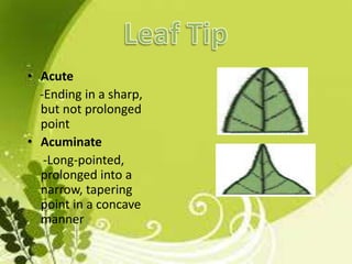Leaf Summary | PPTX