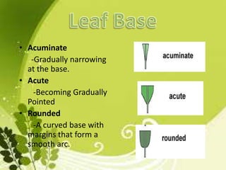 Leaf Summary | PPTX