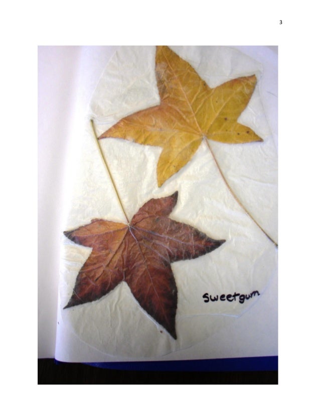 Leaf Scrapbook