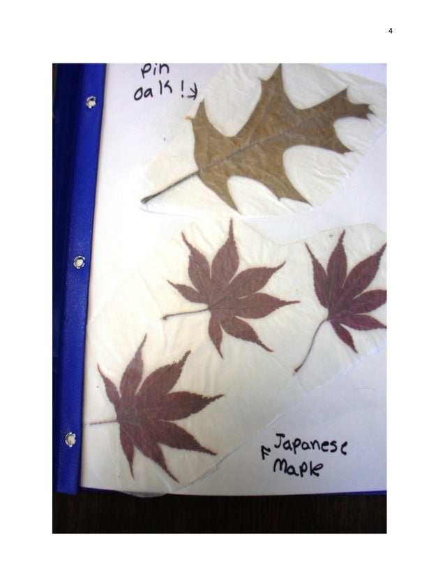 Leaf Scrapbook