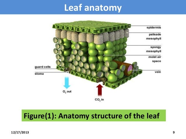 Leaf