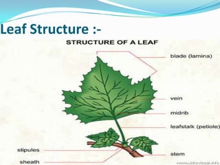 Leaf Study | PPTX