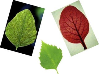 Leaf | PPTX
