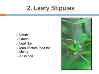 2. Leafy Stipules
 Large
 Green
 Leaf like
 Manufacture food for
plants
 As in pea
 