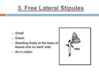 3. Free Lateral Stipules
 Small
 Green
 Standing freely at the base of
leaves one on each side
 As in cotton
 
