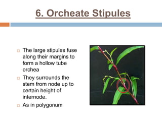 6. Orcheate Stipules
 The large stipules fuse
along their margins to
form a hollow tube
orchea
 They surrounds the
stem from node up to
certain height of
internode.
 As in polygonum
 
