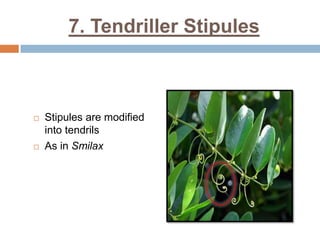 7. Tendriller Stipules
 Stipules are modified
into tendrils
 As in Smilax
 