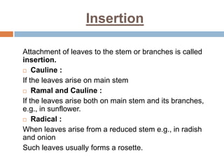 Insertion
Attachment of leaves to the stem or branches is called
insertion.
 Cauline :
If the leaves arise on main stem
 Ramal and Cauline :
If the leaves arise both on main stem and its branches,
e.g., in sunflower.
 Radical :
When leaves arise from a reduced stem e.g., in radish
and onion
Such leaves usually forms a rosette.
 