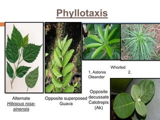 Phyllotaxis
Alternate
Hibiscus rosa-
sinensis
Opposite superposed
Guava
Opposite
decussate
Calotropis
(Ak)
Whorled
1. Astonia 2.
Oleander
 