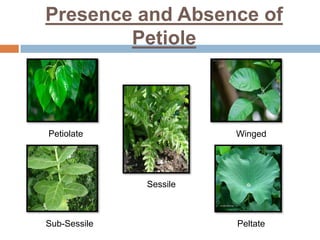Presence and Absence of
Petiole
Petiolate
Sub-Sessile
Sessile
Winged
Peltate
 
