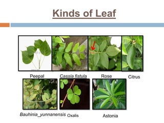 Kinds of Leaf
Peepal Rose
Cassia fistula
Bauhinia yunnanensis
Citrus
Astonia
Oxalis
 