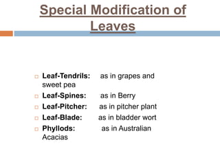 Special Modification of
Leaves
 Leaf-Tendrils: as in grapes and
sweet pea
 Leaf-Spines: as in Berry
 Leaf-Pitcher: as in pitcher plant
 Leaf-Blade: as in bladder wort
 Phyllods: as in Australian
Acacias
 