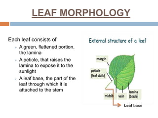LEAF MORPHOLOGY
Each leaf consists of
 A green, flattened portion,
the lamina
 A petiole, that raises the
lamina to expose it to the
sunlight
 A leaf base, the part of the
leaf through which it is
attached to the stem
Leaf base
 