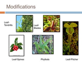 Modifications
Leaf-
Tendrills Leaf-
Blades
Leaf-Pitcher
Leaf-Spines Phyllods
 