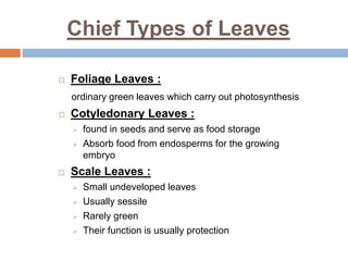Chief Types of Leaves
 Foliage Leaves :
ordinary green leaves which carry out photosynthesis
 Cotyledonary Leaves :
 found in seeds and serve as food storage
 Absorb food from endosperms for the growing
embryo
 Scale Leaves :
 Small undeveloped leaves
 Usually sessile
 Rarely green
 Their function is usually protection
 