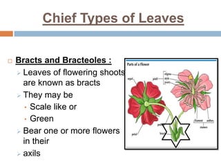 Chief Types of Leaves
 Bracts and Bracteoles :
 Leaves of flowering shoots
are known as bracts
 They may be
• Scale like or
• Green
 Bear one or more flowers
in their
 axils
 