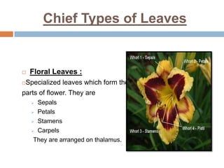 Chief Types of Leaves
 Floral Leaves :
Specialized leaves which form the
parts of flower. They are
 Sepals
 Petals
 Stamens
 Carpels
They are arranged on thalamus.
 