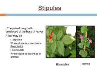 Stipules
The paired outgrowth
developed at the base of leaves.
A leaf may be
 Stipulate
When stipule is present as in
Rosa indica
 Exstipulate
When stipule is absent as in
Ipomea
Ipomea
Rosa indica
 