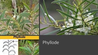MORPHOLOGY AND MODIFITION OF LEAFLeaf.pptx