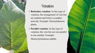 MORPHOLOGY AND MODIFITION OF LEAFLeaf.pptx