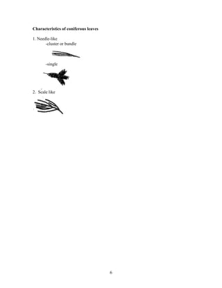 6
Characteristics of coniferous leaves
1. Needle-like
-cluster or bundle
-single
2. Scale like
 